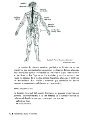 figura 7. Partes fundamentales del
sistema nervioso.
Los nervios del sistema nervioso periférico se dividen en nervios
sensitivos, que transportan las sensaciones y estímulos de todo el cuerpo
hasta la médula espinal y controlan las sensaciones cuyas terminaciones
se localizan en los órganos de los sentidos, y nervios motores, que
llevan las órdenes de la médula espinal hacia todo el cuerpo y controlan
los movimientos. Las células o neuronas que controlan los nervios
motores se encuentran en el sistema nervioso central.
APARATO LOCOMOTOR
La función principal del aparato locomotor es generar el movimiento
corporal. Este movimiento a su vez depende de la forma y función de
cada uno de los elementos que constituyen este aparato:
■ Sistema óseo
■ Articulaciones
40 ■ ergonomía para el diseño
 