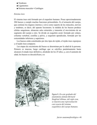 ■ Tendones
■ Ligamentos
■ Sistema muscular • Cartílagos
Sistema óseo
El sistema óseo está formado por el esqueleto humano. Posee aproximadamente
206 huesos y cumple muchas funciones primordiales. Es el armazón del cuerpo,
que contiene los órganos internos y sirve como soporte de los músculos, nervios
y tendones, es decir, del aparato locomotor; la médula de los huesos produce
células sanguíneas, almacena sales minerales y transmite el movimiento de un
segmento del cuerpo a otro. Se divide en esqueleto axial, formado por cráneo,
columna vertebral, costillas y pelvis, y esqueleto apendicular, formado por las
extremidades inferiores y superiores.
Los huesos están constituidos por dos tipos de tejido, el tejido óseo esponjoso
y el tejido óseo compacto.
Las etapas de crecimiento del hueso se determinan por la edad de la persona.
Primero es mucosa, luego cartílago que se calcifica paulatinamente hasta
alcanzar el estado óseo definitivo, alrededor de los 25 años, y, con el aumento de
edad, los huesos se descalcifican y se
figura 8. En este grabado del
anatomista alemán Bernard
Siegfried Albinus, del siglo xvm,
se muestra una representación
casi exacta del sistema
esquelético del cuerpo humano.
factor anatomofisiológico -41
 