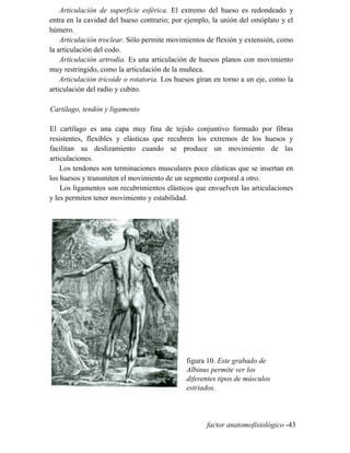Articulación de superficie esférica. El extremo del hueso es redondeado y
entra en la cavidad del hueso contrario; por ejemplo, la unión del omóplato y el
húmero.
Articulación troclear. Sólo permite movimientos de flexión y extensión, como
la articulación del codo.
Articulación artrodia. Es una articulación de huesos planos con movimiento
muy restringido, como la articulación de la muñeca.
Articulación tricoide o rotatoria. Los huesos giran en torno a un eje, como la
articulación del radio y cubito.
Cartílago, tendón y ligamento
El cartílago es una capa muy fina de tejido conjuntivo formado por fibras
resistentes, flexibles y elásticas que recubren los extremos de los huesos y
facilitan su deslizamiento cuando se produce un movimiento de las
articulaciones.
Los tendones son terminaciones musculares poco elásticas que se insertan en
los huesos y transmiten el movimiento de un segmento corporal a otro.
Los ligamentos son recubrimientos elásticos que envuelven las articulaciones
y les permiten tener movimiento y estabilidad.
figura 10. Este grabado de
Albinus permite ver los
diferentes tipos de músculos
estriados.
factor anatomofisiológico -43
 