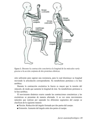 figura ii. Durante la contracción concéntrica la longitud de los músculos varía
gracias a la acción conjunta de dos proteínas elásticas.
sión suficiente para superar una resistencia, para lo cual disminuye su longitud
moviendo la articulación correspondiente. Su metabolismo pertenece a la fase
aeróbica.
Durante la contracción excéntrica la fuerza es mayor que la tensión del
músculo, de modo que aumenta la longitud de éste. Su metabolismo pertenece a
la fase aeróbica.
El movimiento dinámico ocurre cuando las contracciones concéntricas y las
excéntricas se presentan de manera alternada. A su vez estos movimientos
naturales que realizan por separado los diferentes segmentos del cuerpo se
clasifican de la siguiente manera:
■ Flexión. Reducción del ángulo formado por dos partes del cuerpo.
■ Extensión. Aumento del ángulo entre dos partes el cuerpo.
factor anatomofisiológico -45
 