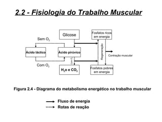 2.2 - Fisiologia do Trabalho Muscular

                                         Fosfatos ricos
                        Glicose           em energia
             Sem O2




                                               Regeneração
      Ácido láctico   Ácido pirúvico
                                                             Contração muscular




                             Com O2
             Com O2
                                         Fosfatos pobres
                       H2o e CO2
                                           em energia




Figura 2.4 - Diagrama do metabolismo energético no trabalho muscular


                      Fluxo de energia
                      Rotas de reação
 