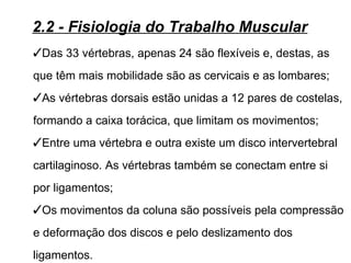 2.2 - Fisiologia do Trabalho Muscular
Das 33 vértebras, apenas 24 são flexíveis e, destas, as
que têm mais mobilidade são as cervicais e as lombares;
As vértebras dorsais estão unidas a 12 pares de costelas,
formando a caixa torácica, que limitam os movimentos;
Entre uma vértebra e outra existe um disco intervertebral
cartilaginoso. As vértebras também se conectam entre si
por ligamentos;
Os movimentos da coluna são possíveis pela compressão
e deformação dos discos e pelo deslizamento dos
ligamentos.
 