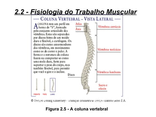 2.2 - Fisiologia do Trabalho Muscular




         Figura 2.5 - A coluna vertebral
 