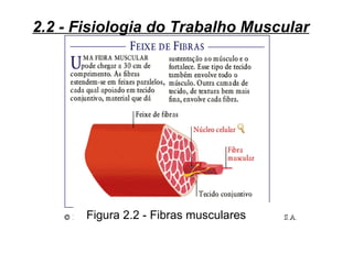 2.2 - Fisiologia do Trabalho Muscular




       Figura 2.2 - Fibras musculares
 