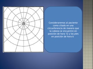 Consideraremos al paciente como citado en una circunferencia de manera que la cabeza se encuentre en posición de hora 12 y los pies en posición de hora 6  