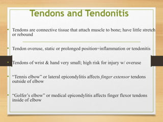 Tendons and Tendonitis
• Tendons are connective tissue that attach muscle to bone; have little stretch
or rebound
• Tendon overuse, static or prolonged position=inflammation or tendonitis
• Tendons of wrist & hand very small; high risk for injury w/ overuse
• “Tennis elbow” or lateral epicondylitis affects finger extensor tendons
outside of elbow
• “Golfer’s elbow” or medical epicondylitis affects finger flexor tendons
inside of elbow
 