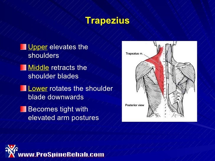 Ergonomics For Dental Hygienists