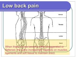 Low back pain When these curves become either exaggerated or flattened, the spine increasingly depends on muscles, ligaments and soft tissue to maintain erect.  