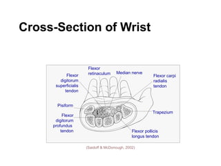 Cross-Section of Wrist
Trapezium
Flexor
digitorum
superficialis
tendon
Flexor
digitorum
profundus
tendon
Pisiform
Flexor pollicis
longus tendon
Flexor carpi
radialis
tendon
Flexor
retinaculum Median nerve
(Saidoff & McDonough, 2002)
 
