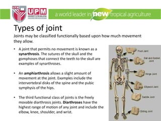 • A joint that permits no movement is known as a
synarthrosis. The sutures of the skull and the
gomphoses that connect the teeth to the skull are
examples of synarthroses.
• An amphiarthrosis allows a slight amount of
movement at the joint. Examples include the
intervertebral disks of the spine and the pubic
symphysis of the hips.
• The third functional class of joints is the freely
movable diarthrosis joints. Diarthroses have the
highest range of motion of any joint and include the
elbow, knee, shoulder, and wrist.
Types of joint
Joints may be classified functionally based upon how much movement
they allow.
 