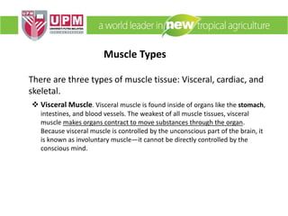 Muscle Types
There are three types of muscle tissue: Visceral, cardiac, and
skeletal.
 Visceral Muscle. Visceral muscle is found inside of organs like the stomach,
intestines, and blood vessels. The weakest of all muscle tissues, visceral
muscle makes organs contract to move substances through the organ.
Because visceral muscle is controlled by the unconscious part of the brain, it
is known as involuntary muscle—it cannot be directly controlled by the
conscious mind.
 