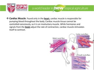  Cardiac Muscle. Found only in the heart, cardiac muscle is responsible for
pumping blood throughout the body. Cardiac muscle tissue cannot be
controlled consciously, so it is an involuntary muscle. While hormones and
signals from the brain adjust the rate of contraction, cardiac muscle stimulates
itself to contract.
 