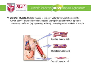  Skeletal Muscle. Skeletal muscle is the only voluntary muscle tissue in the
human body—it is controlled consciously. Every physical action that a person
consciously performs (e.g. speaking, walking, or writing) requires skeletal muscle.
 