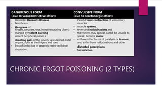 CHRONIC ERGOT POISONING (2 TYPES)
GANGRENOUS FORM
(due to vasoconstrictive effect)
CONVULSIVE FORM
(due to seretonergic effect)
• Resmbles Ranaud's Disease
• Numbness
• Gangrene of
fingers,toes,ears,nose,intestine(causing ulcers)
• marked by violent burning
• absent peripheral pulses s
• shooting pain of the poorly vascularized distal
organs, such as the fingers and toes
• loss of limbs due to severely restricted blood
circulation.
• Painful tonic contraction of volountary
muscles
• muscle spasms,
• fever and hallucinations and
• the victims may appear dazed, be unable to
speak, become manic,
• or have other forms of paralysis or tremors,
and suffer from hallucinations and other
distorted perceptions.
• formication
 