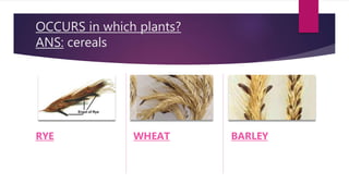OCCURS in which plants?
ANS: cereals
RYE WHEAT BARLEY
 