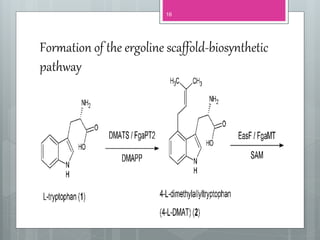 Formation of the ergoline scaffold-biosynthetic
pathway
16
 