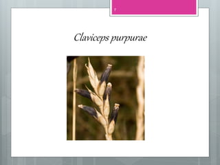 Claviceps purpurae
7
 