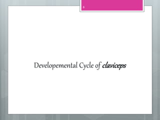 Developemental Cycle of claviceps
8
 