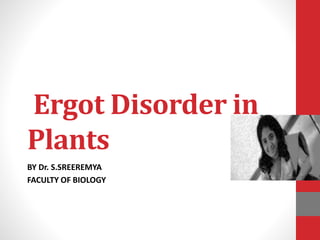 Ergot Disorder in
Plants
BY Dr. S.SREEREMYA
FACULTY OF BIOLOGY
 