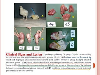 A B
C D
Clinical Signs and Lesion
 