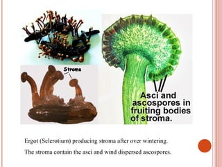 Ergot (Sclerotium) producing stroma after over wintering.
The stroma contain the asci and wind dispersed ascospores.
 