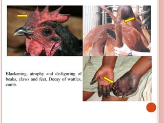 ,
Blackening, atrophy and disfiguring of
beaks, claws and feet, Decay of wattles,
comb.
 