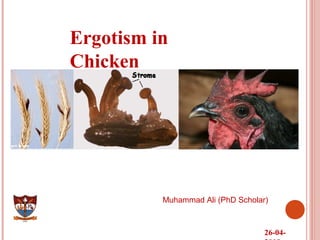 Ergotism in
Chicken
26-04-
Muhammad Ali (PhD Scholar)
 