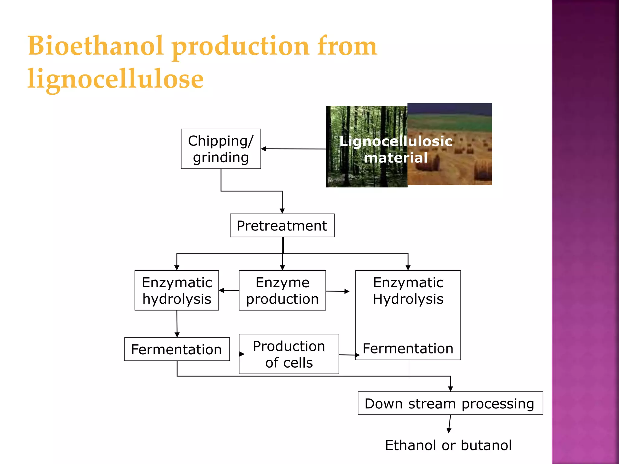 Bioethanol production from
lignocellulose
Enzyme
production
Enzymatic
hydrolysis
Fermentation
Pretreatment
Enzymatic
Hydrolysis
Fermentation
Down stream processing
Ethanol or butanol
Chipping/
grinding
Lignocellulosic
material
Production
of cells
 