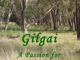 Gilgai A Passion for Solutions 