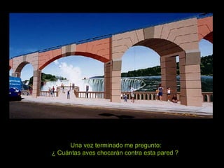 Una vez terminado me pregunto: ¿ Cuántas aves chocarán contra esta pared ?   