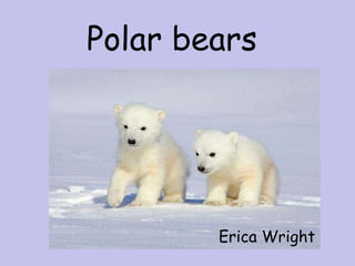 Polar bears
Erica Wright
 