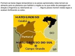 Formam-se baías (lagos temporários) e os peixes aprisionados nelas tornam-se alimento para os pássaros que habitam a região ou os que estão de passagem em direção à Argentina ou retornando ao  Canadá . Alguns peixes morrem nestes lagos e acabam fertilizando os solos. 