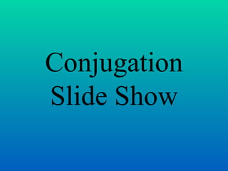 Conjugation Slide Show 