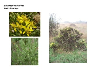Ericameria ericoides
Mock heather

 
