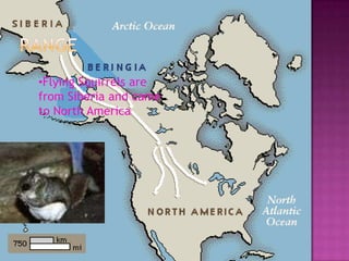 •Flying Squirrels are
from Siberia and came
to North America
 