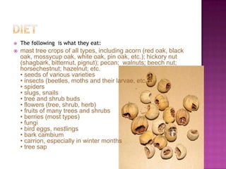    The following is what they eat:
   mast tree crops of all types, including acorn (red oak, black
    oak, mossycup oak, white oak, pin oak, etc.); hickory nut
    (shagbark, bitternut, pignut); pecan; walnuts; beech nut;
    horsechestnut; hazelnut; etc.
    • seeds of various varieties
    • insects (beetles, moths and their larvae, etc.)
    • spiders
    • slugs, snails
    • tree and shrub buds
    • flowers (tree, shrub, herb)
    • fruits of many trees and shrubs
    • berries (most types)
    • fungi
    • bird eggs, nestlings
    • bark cambium
    • carrion, especially in winter months
    • tree sap
 