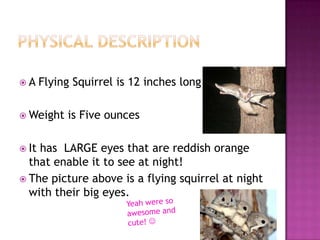 A     Flying Squirrel is 12 inches long

 Weight    is Five ounces

 Ithas LARGE eyes that are reddish orange
  that enable it to see at night!
 The picture above is a flying squirrel at night
  with their big eyes.
 