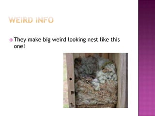  They   make big weird looking nest like this
 one!
 