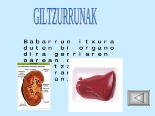 Babarrun itxura   duten bi organo dira gerriaren parean daude, bakoitza bizkar-hezurraren alde banatan.  GILTZURRUNAK 