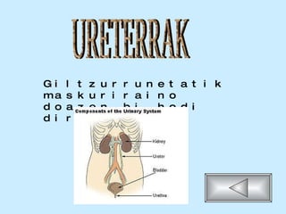 Giltzurrunetatik maskuriraino doazen bi hodi dira. URETERRAK 