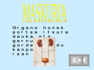 Organo honek poltsa itxura dauka eta gernua gordetzen du kanporatua izan arte. MASKURIA 