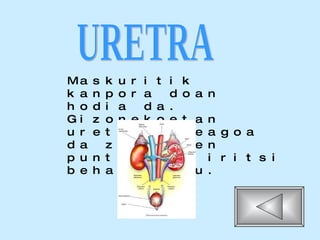 Maskuritik kanpora doan hodia da. Gizonekoetan uretra luzeagoa da zakilaren puntaraino iritsi behar baitu. URETRA 