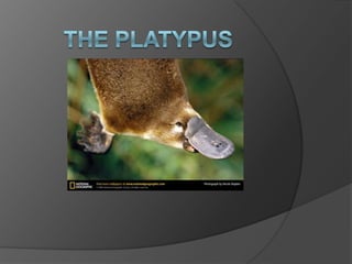 The platypus 
