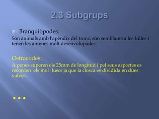  Branquiòpodes:
Són animals amb l'apèndix del tronc, són semblants a les fulles i
tenen les antenes molt desenvolupades.
Ostracodes:
A penes superen els 25mm de longitud i pel seus aspectes es
recorden els mol· luscs ja que la closca es dividida en dues
valves.
...
 