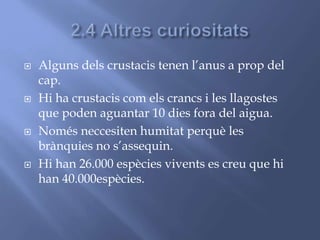 Alguns dels crustacis tenen l’anus a prop del
cap.
 Hi ha crustacis com els crancs i les llagostes
que poden aguantar 10 dies fora del aigua.
 Només neccesiten humitat perquè les
brànquies no s’assequin.
 Hi han 26.000 espècies vivents es creu que hi
han 40.000espècies.
 