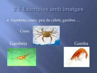  Gambeta, cranc, peu de cabrit, gambes …
Cranc
Gambeta Gamba
 