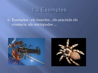  Exemples : els insectes , els aràcnids els
crustacis, els miriàpodes ...
 