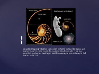 { 
en esta imagen podemos ver según es tema tratado la figura del 
numero aureo en la etapa de crecimiento de un feto y en las 
galaxias (podemos decir que casi todo cumple con esta regla del 
numero aureo) 
 