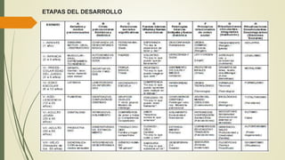 ETAPAS DEL DESARROLLO
 
