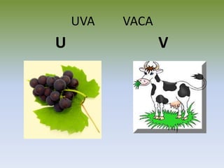 UVA VACA
U V
 